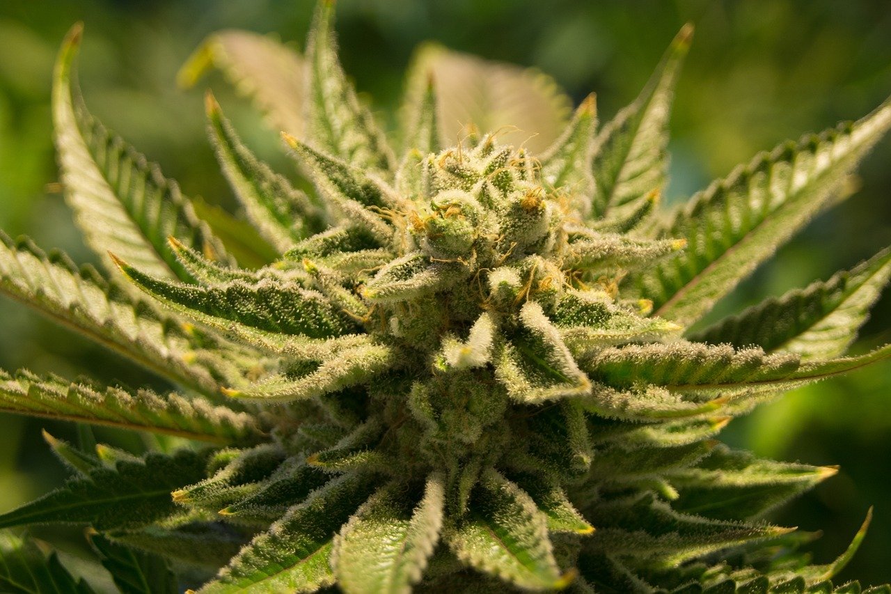 Shop Marijuana Buds Europe – Premium Quality Cannabis Delivered Fast