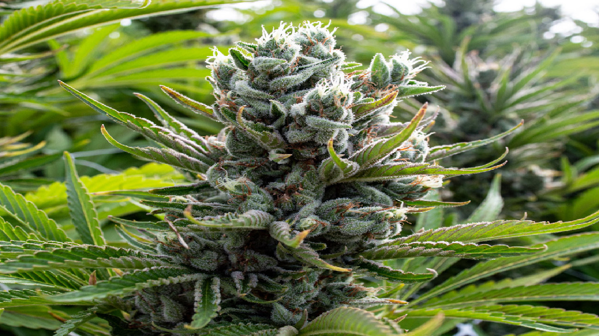Welche Hanfsamen sind empfehlenswert? – Cannabissamen kaufen legal in Deutschland