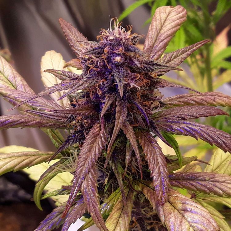 Barneys Farm Seeds entdecken: Eine Reise in Qualität und Vielfalt
