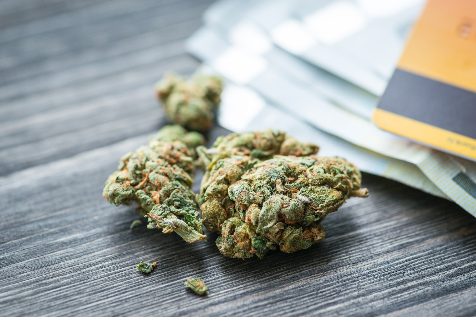 Die Entwicklung von Marihuanasamen in der Cannabis-Industrie