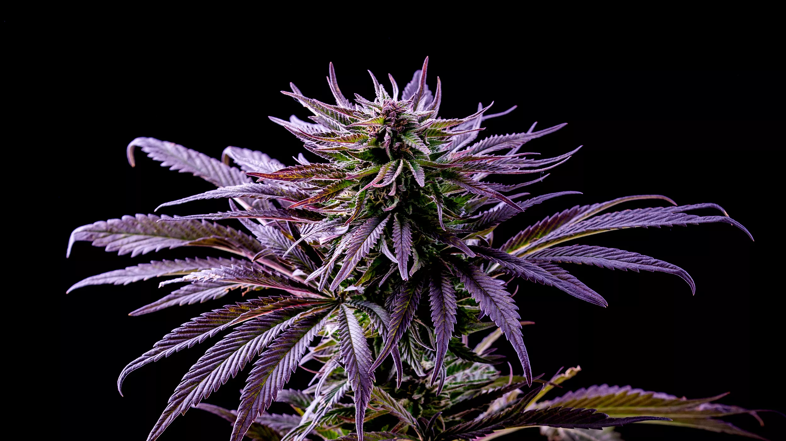 Welche Hanfsamen sind empfehlenswert? – Cannabissamen kaufen legal in Deutschland