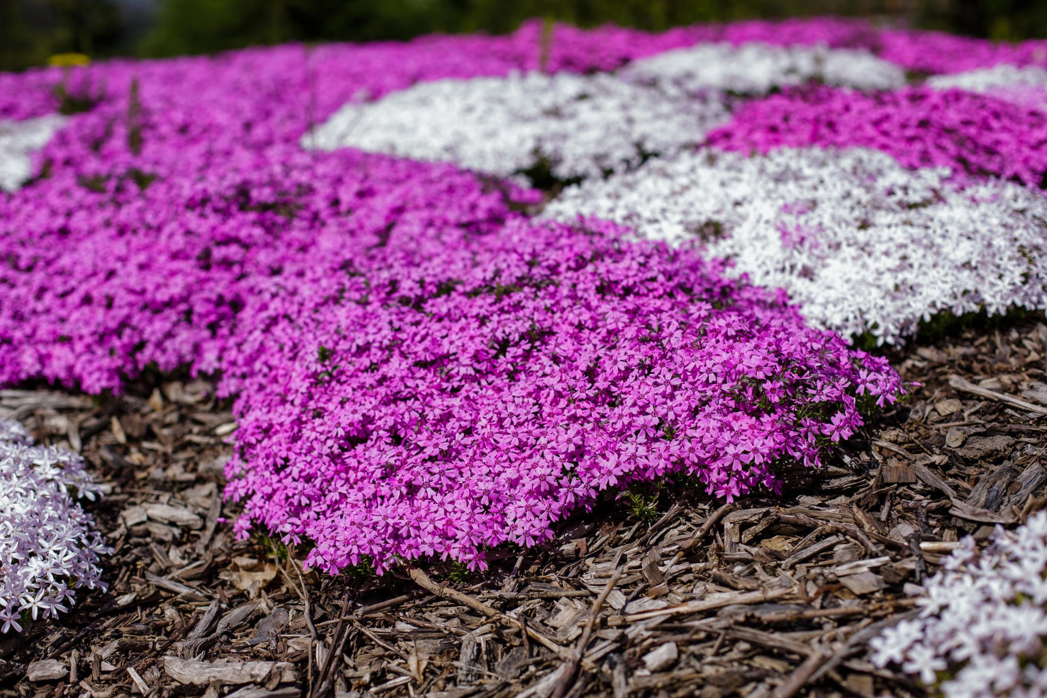 Die besten Bodendecker für Ihren Garten: Pflegeleicht und schön